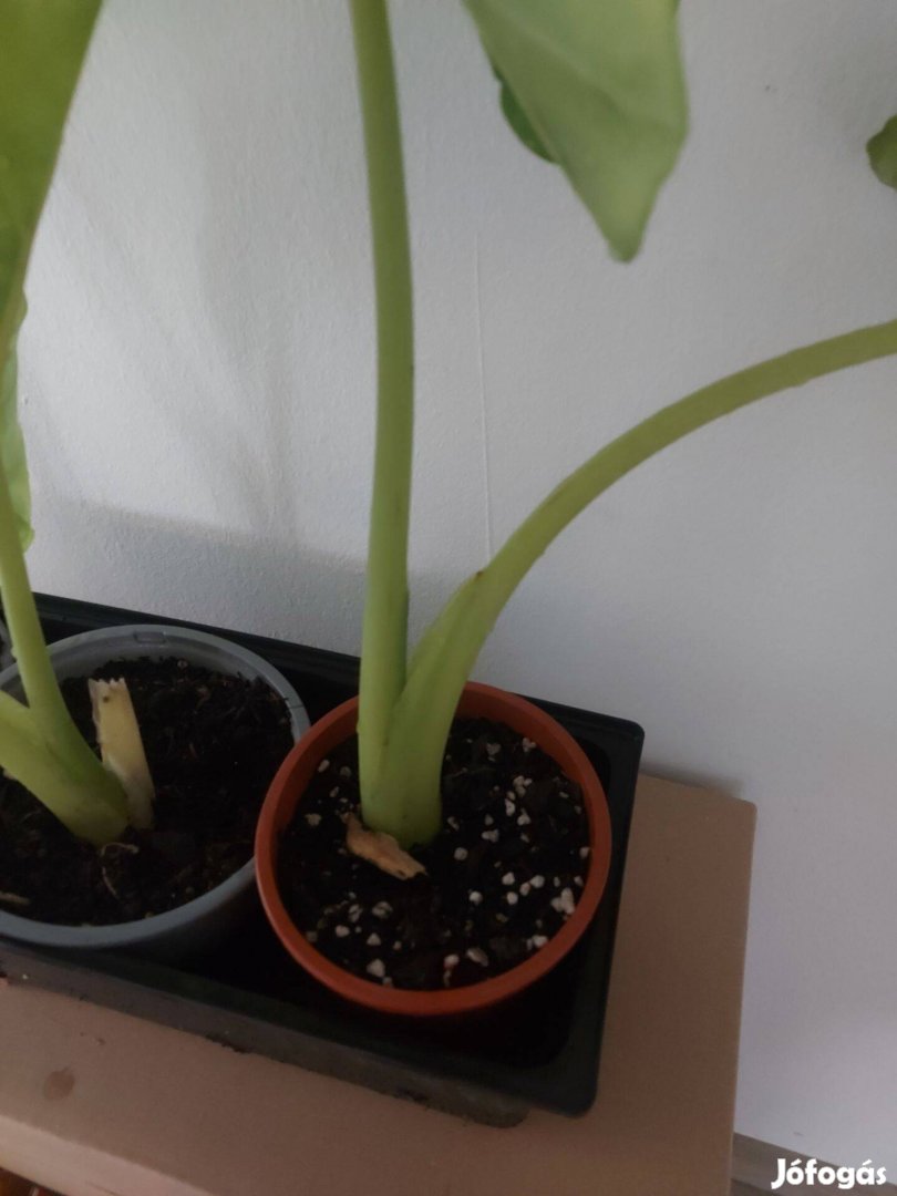 Alocasia tő eladó