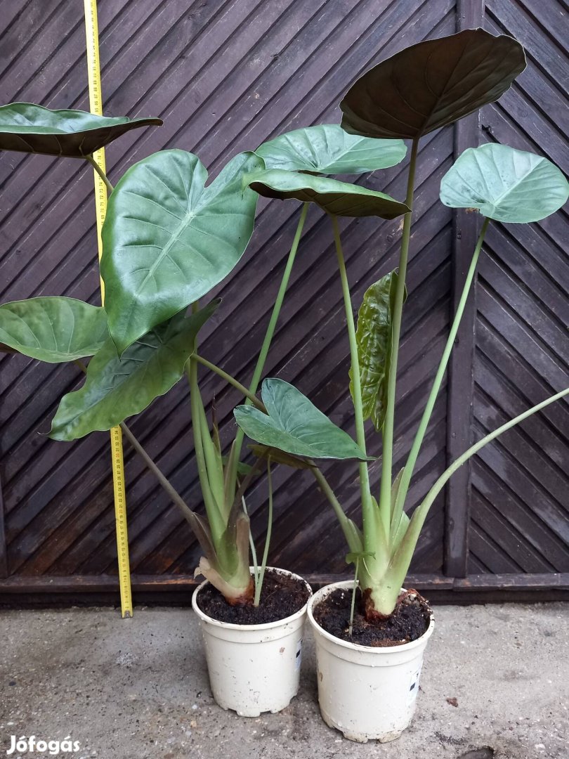 Alocasia wentii 