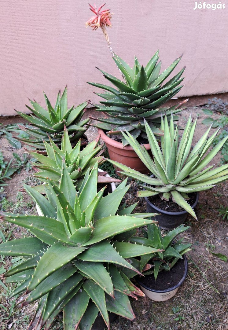 Aloe Mitriformis különlegesség (15-25 évesek) eladók