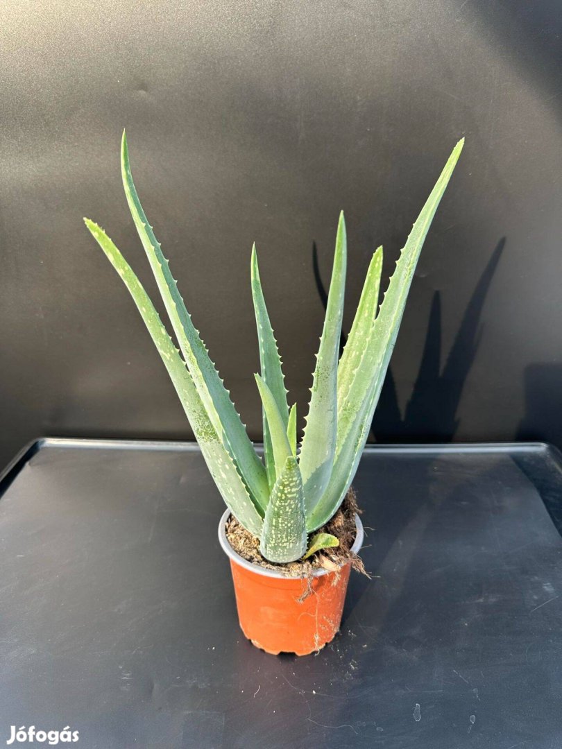 Aloe Vera Gyógynövény