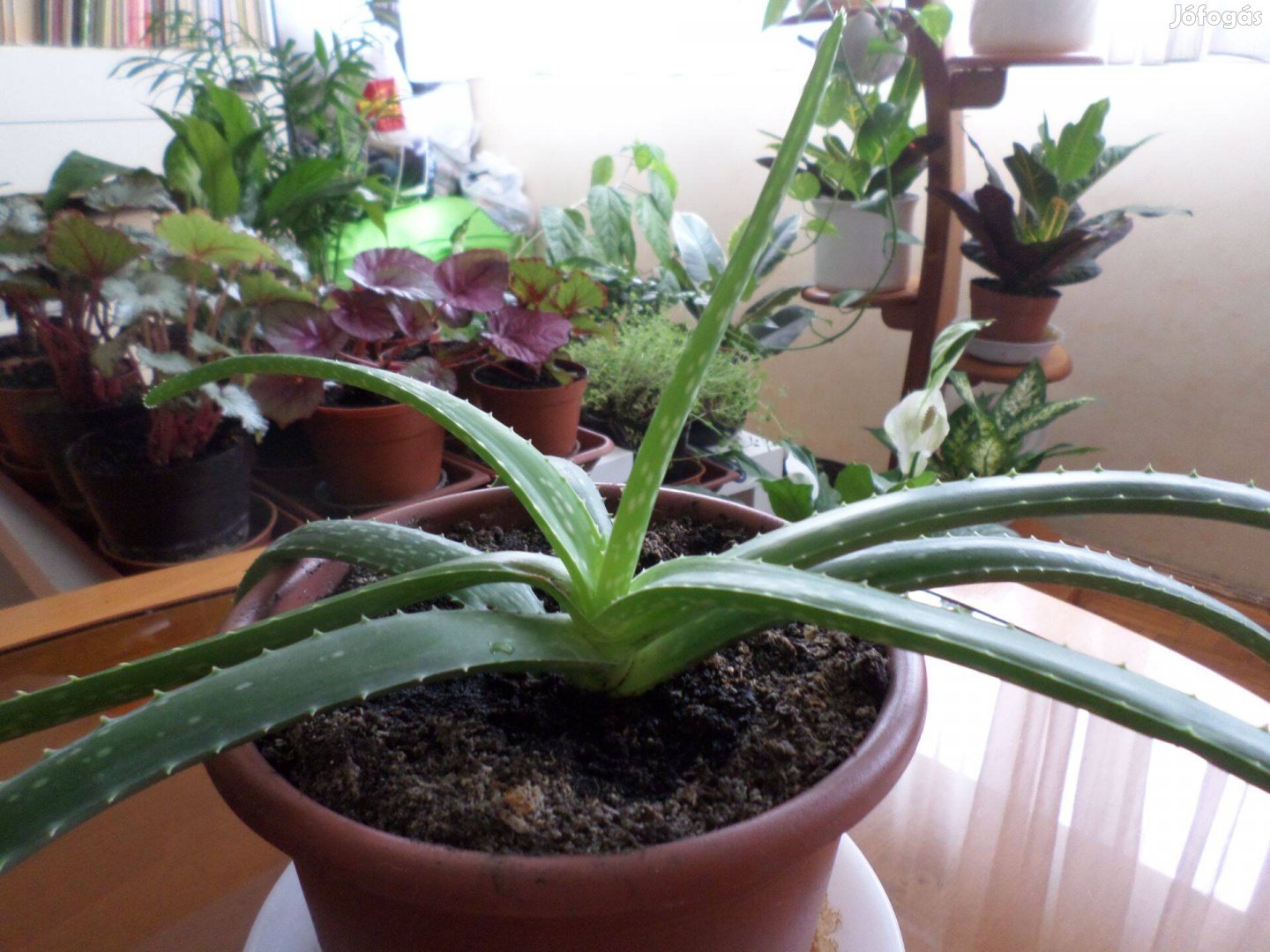 Aloe Vera Szobanövény, Növény, Szobanövények Növények