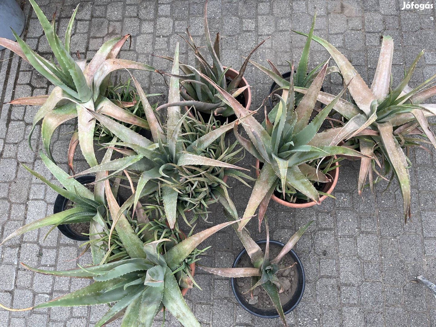 Aloe Vera - 9 cserép - nagyobbak 70cm magasak