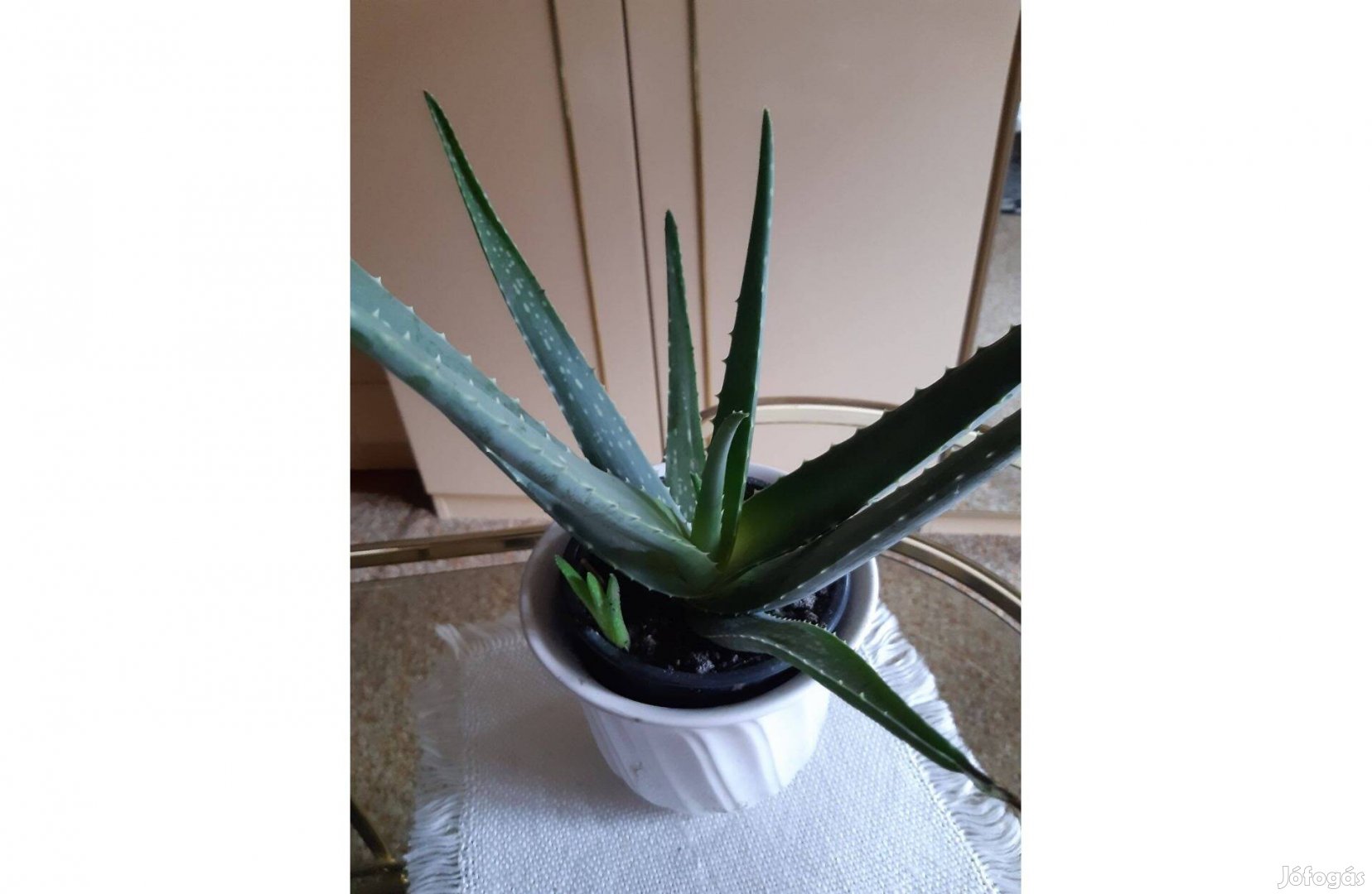 Aloe Vera , Éva tűje kaktuszok