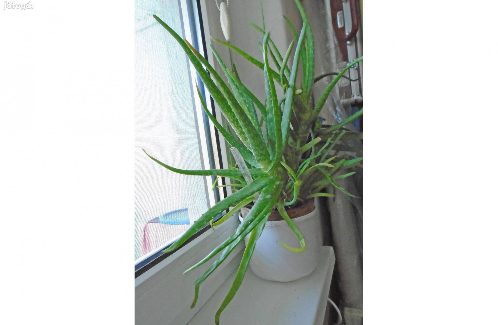 Aloe Vera ,( nagy ) növény ,Érden