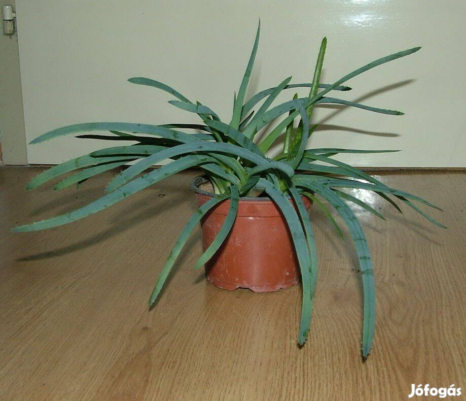 Aloe Vera (gyógynövény) eladó
