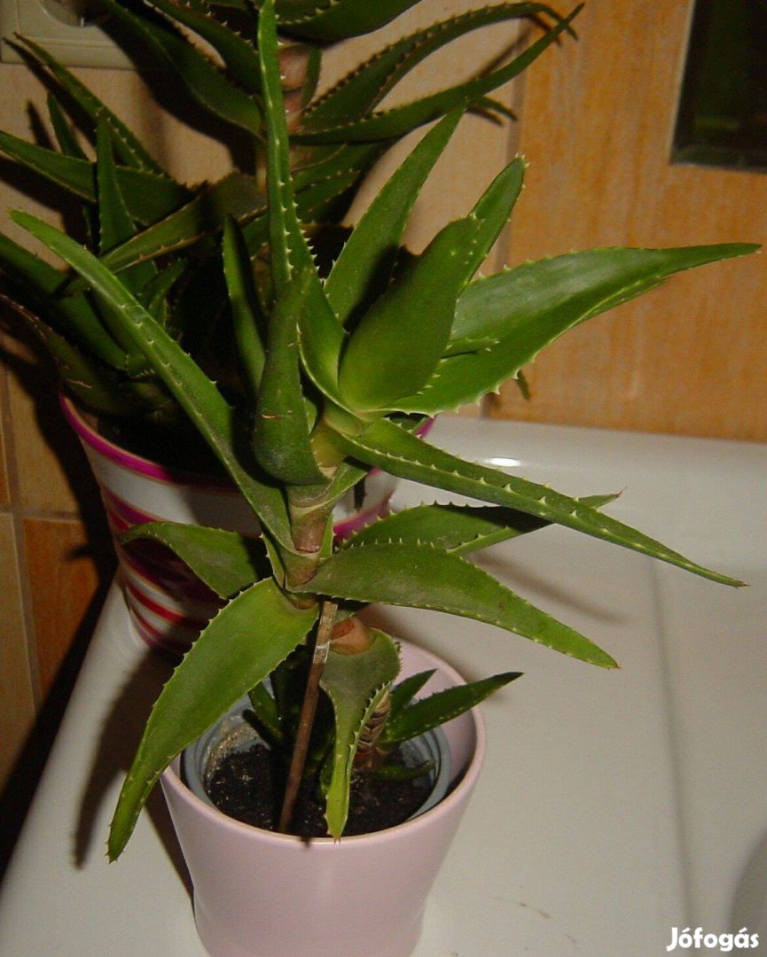 Aloe Vera (orvosi) több méretben