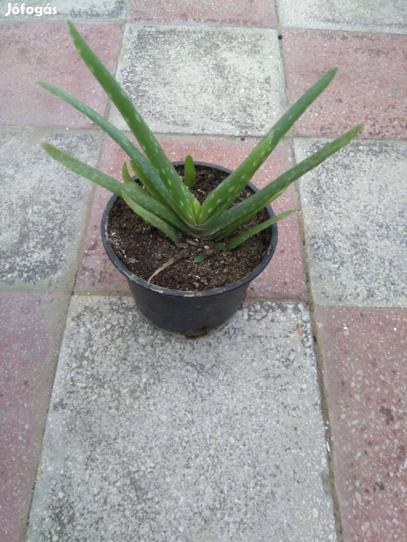 Aloe Vera eladó