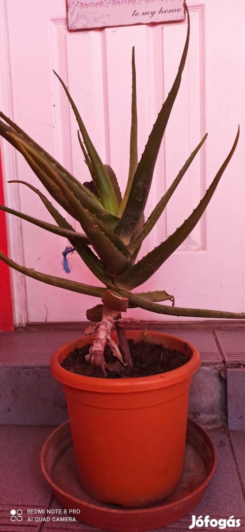 Aloe Vera eladó