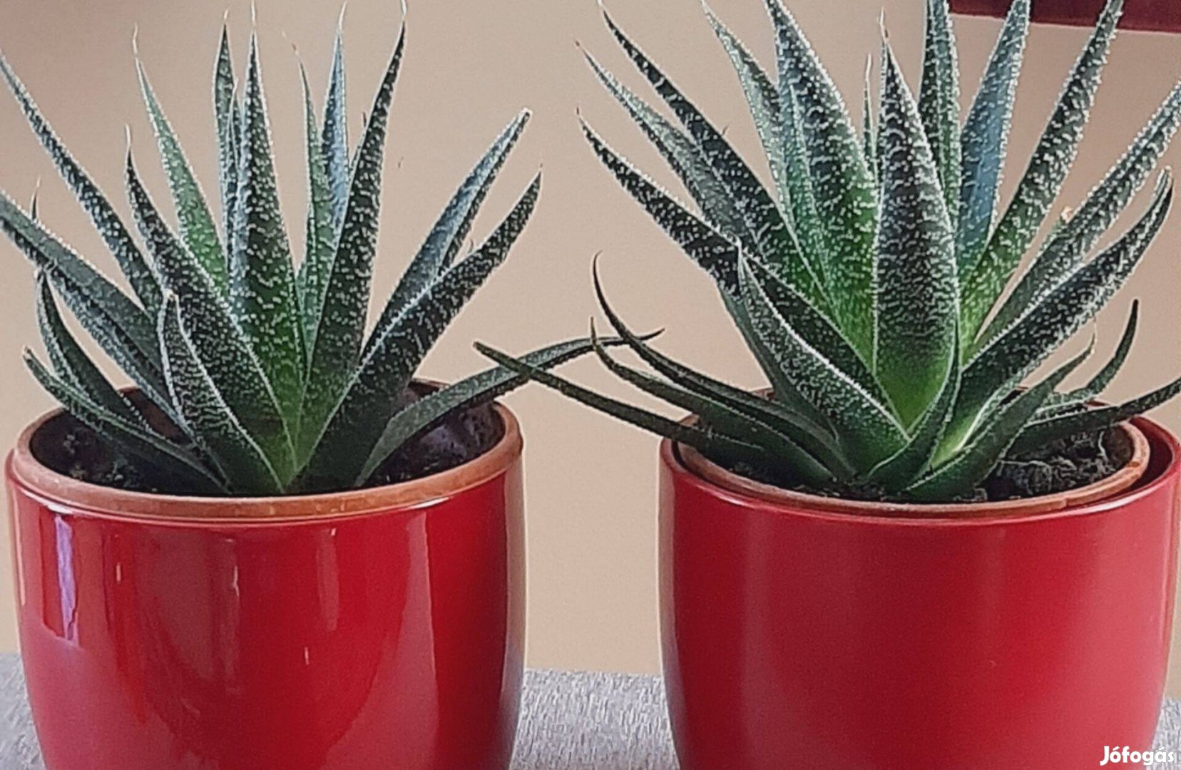 Aloe Vera eladó