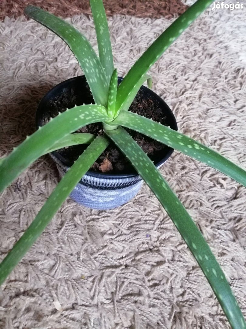 Aloe Vera gyógyító hatású növény 
