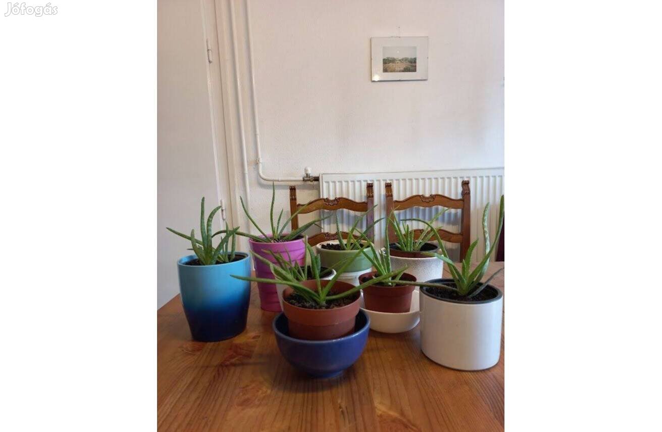 Aloe Vera gyógynövény