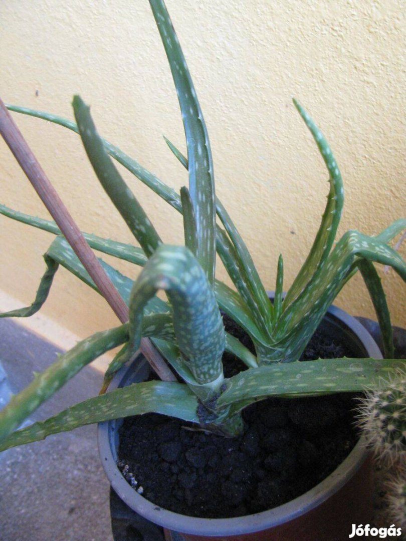 Aloe Vera gyógynövény 2 db egy cserépben, évelő nem igényes