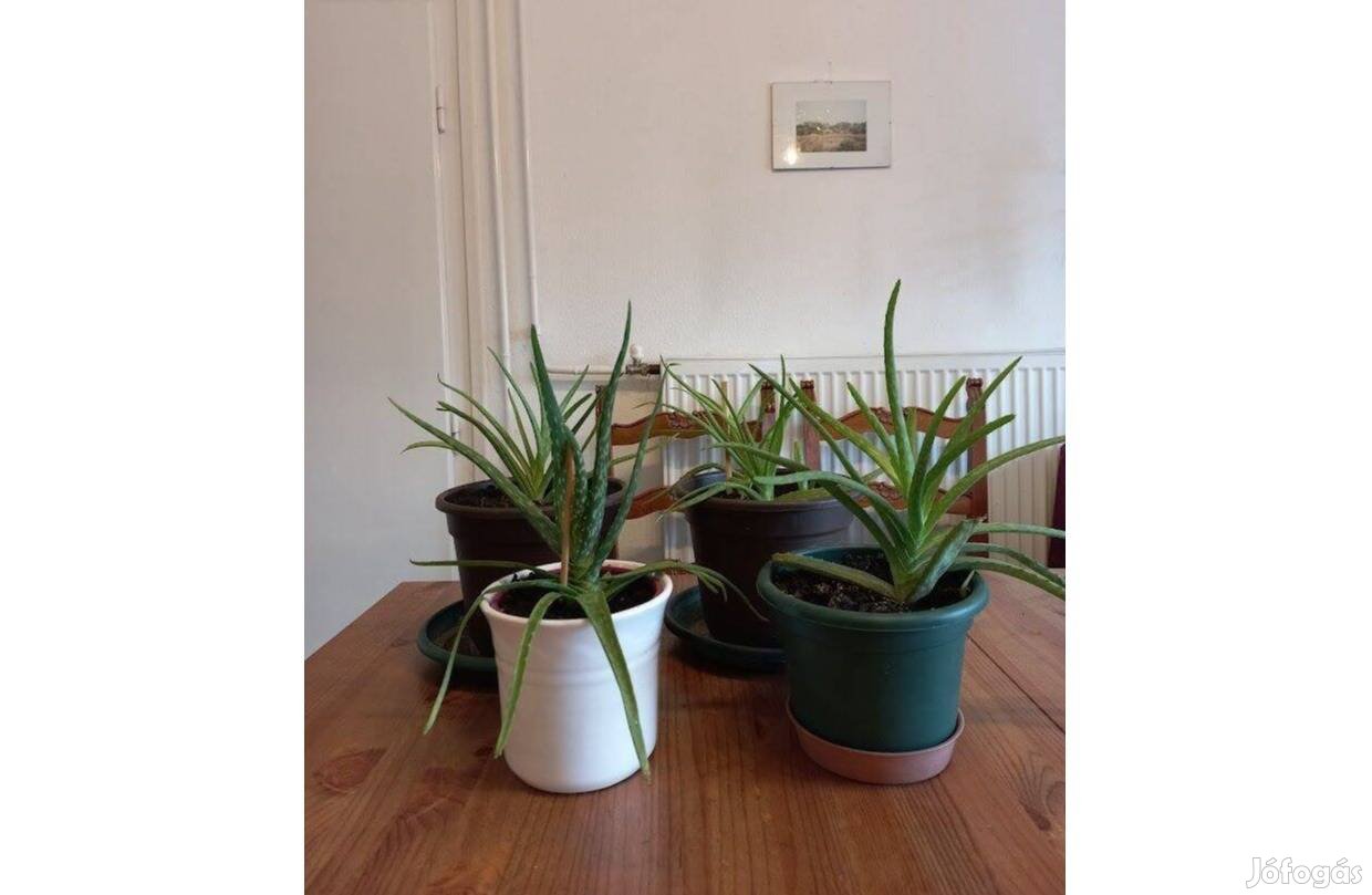 Aloe Vera gyógynövény