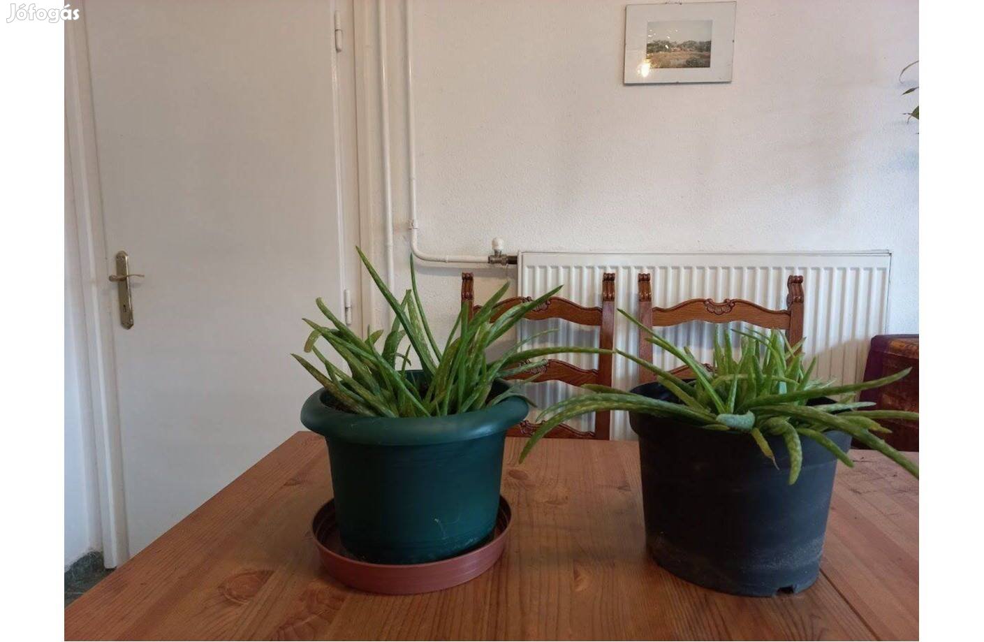 Aloe Vera gyógynövény