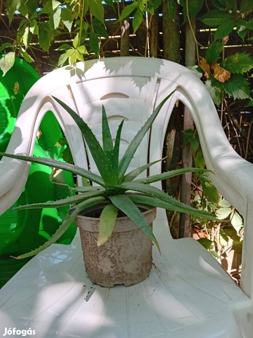 Aloe Vera gyögynövény