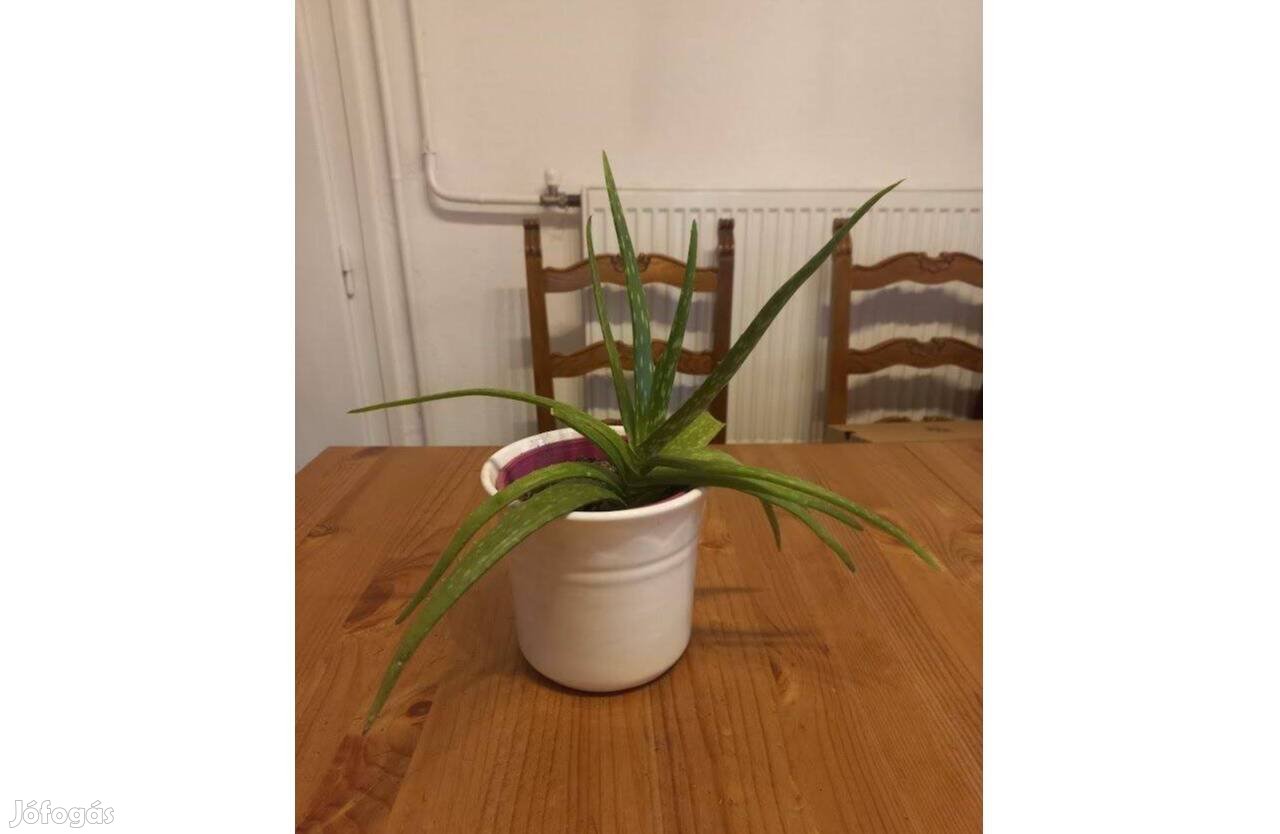 Aloe Vera gyógynövény