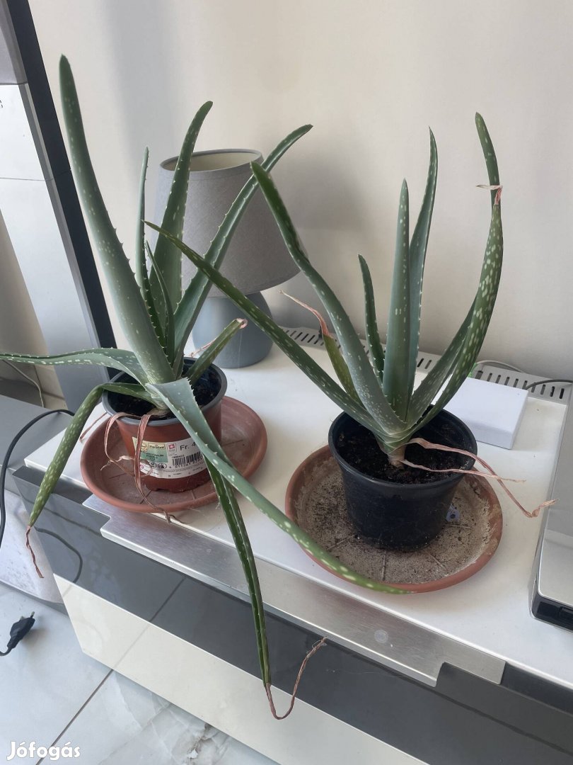 Aloe Vera gyógynövény 