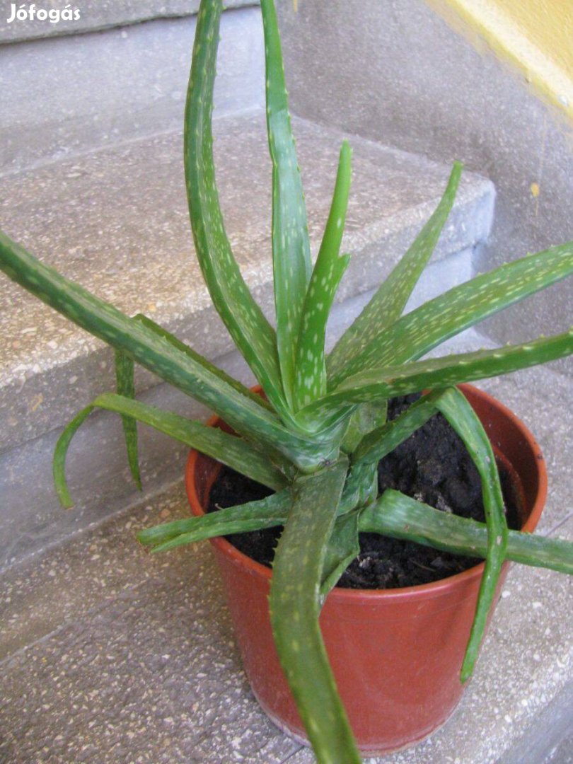 Aloe Vera gyógynövény, kb 40 cm + cserép. gyönyörű /van több méretben/