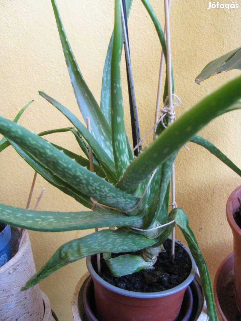 Aloe Vera gyógynövény, szép 50 cm, egészséges, nem igényes