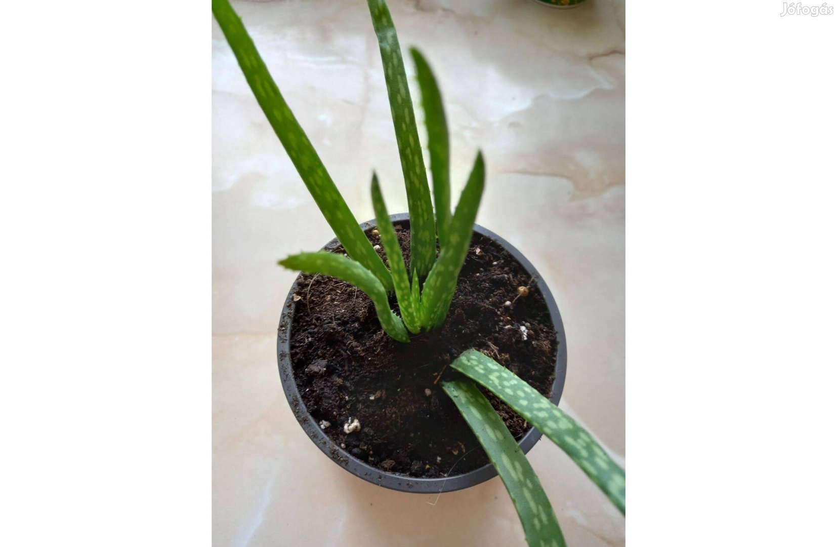 Aloe Vera gyógynövény, szobanövény