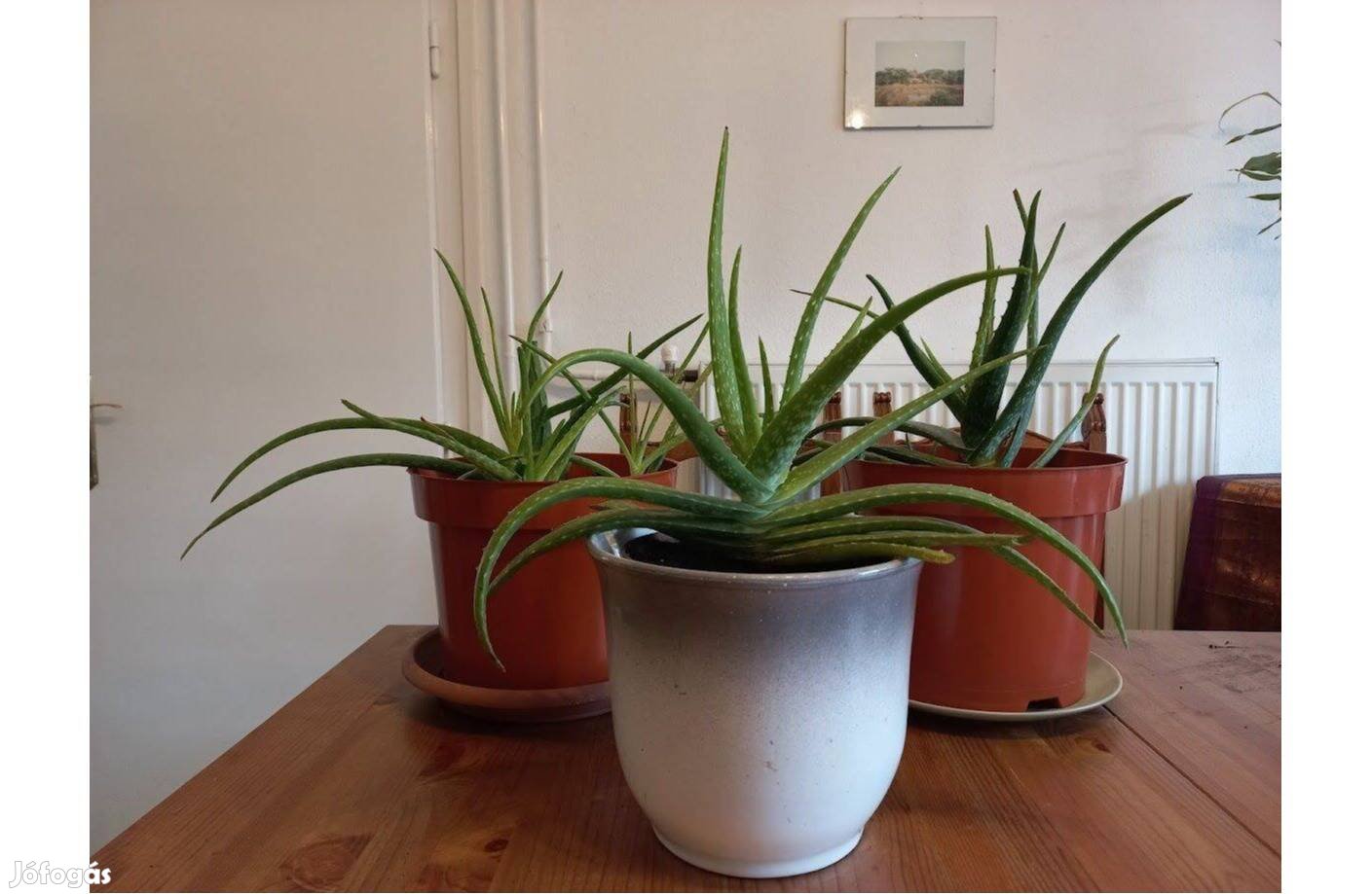 Aloe Vera gyógynövény érett levelekkel