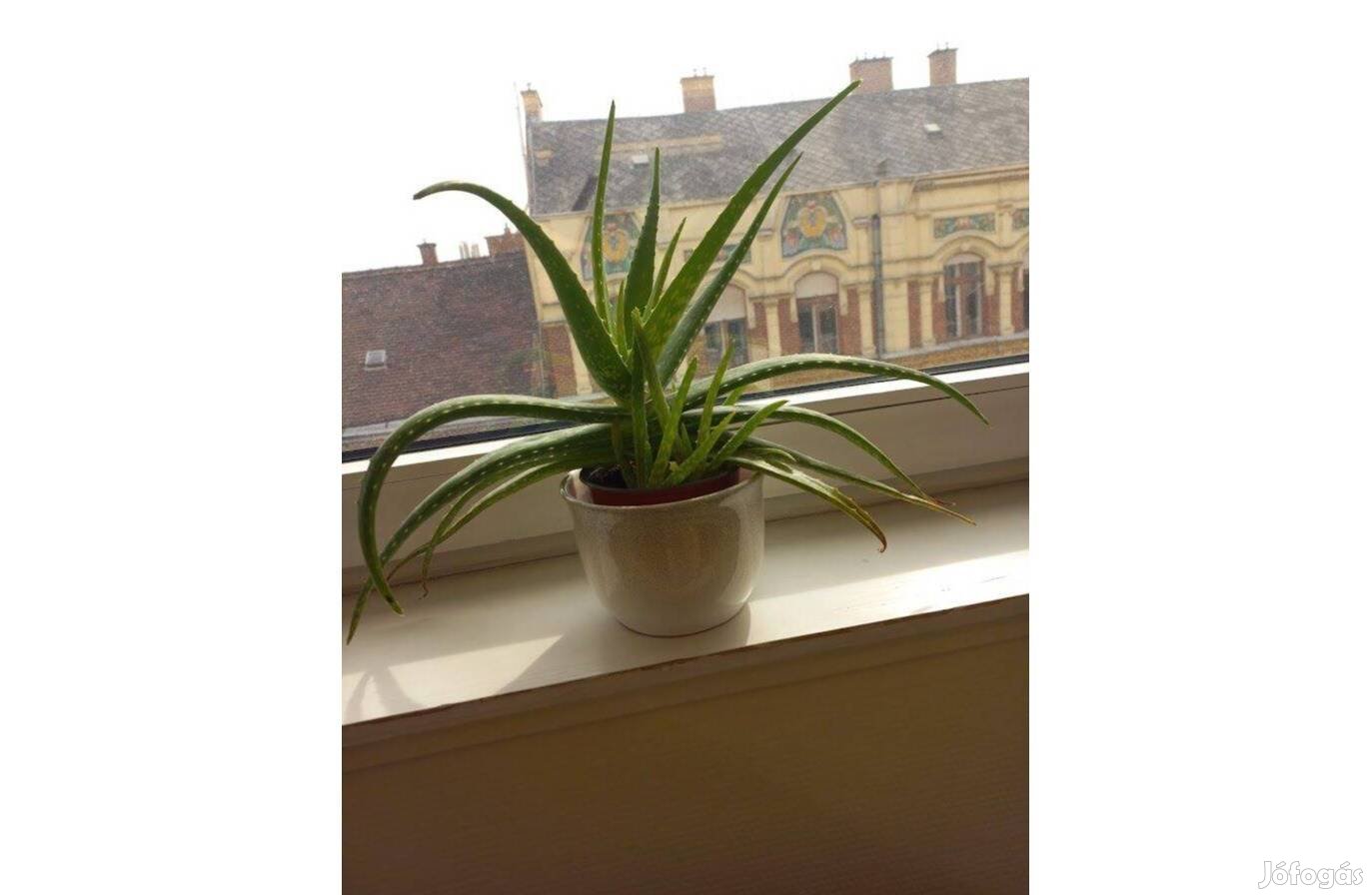 Aloe Vera gyógynövény érett levelekkel