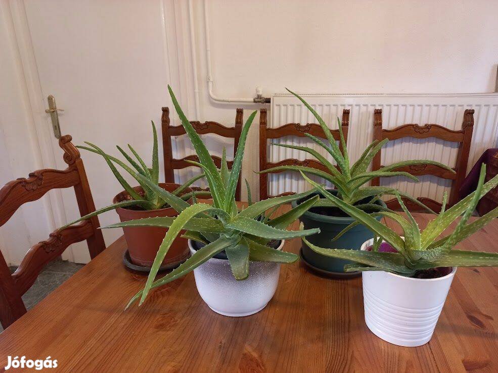 Aloe Vera gyógynövény érett levelekkel