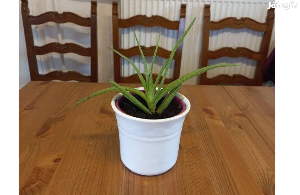 Aloe Vera gyógynövény közepes