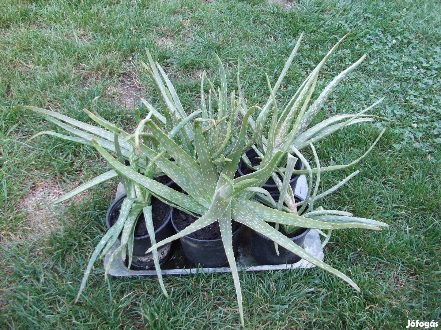 Aloe Vera gyógynövény szobanövény