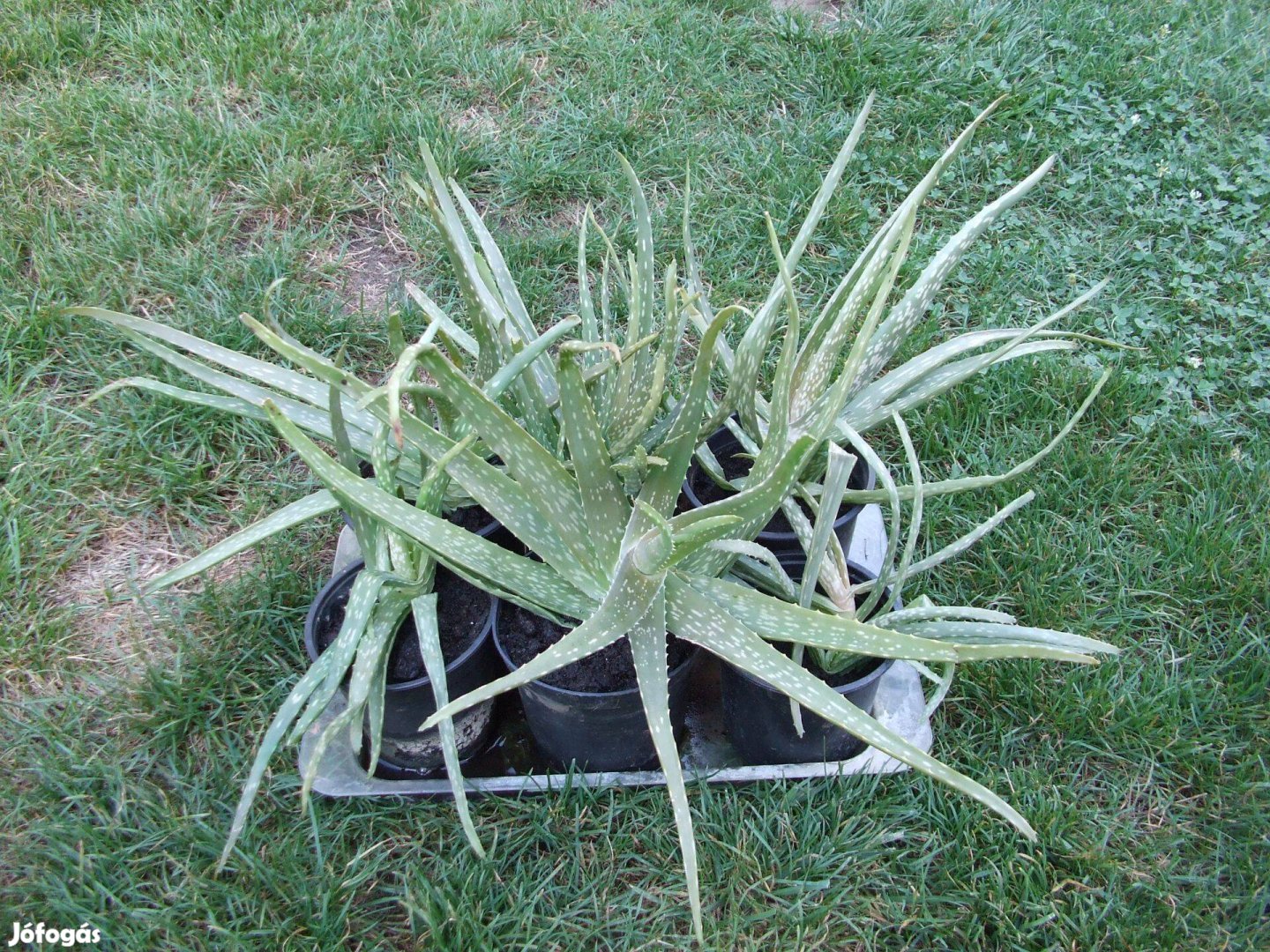 Aloe Vera gyógynövény szobanövény