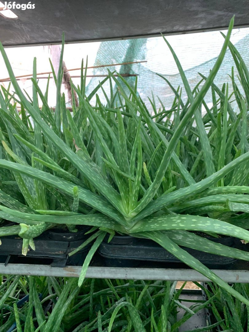 Aloe Vera növény