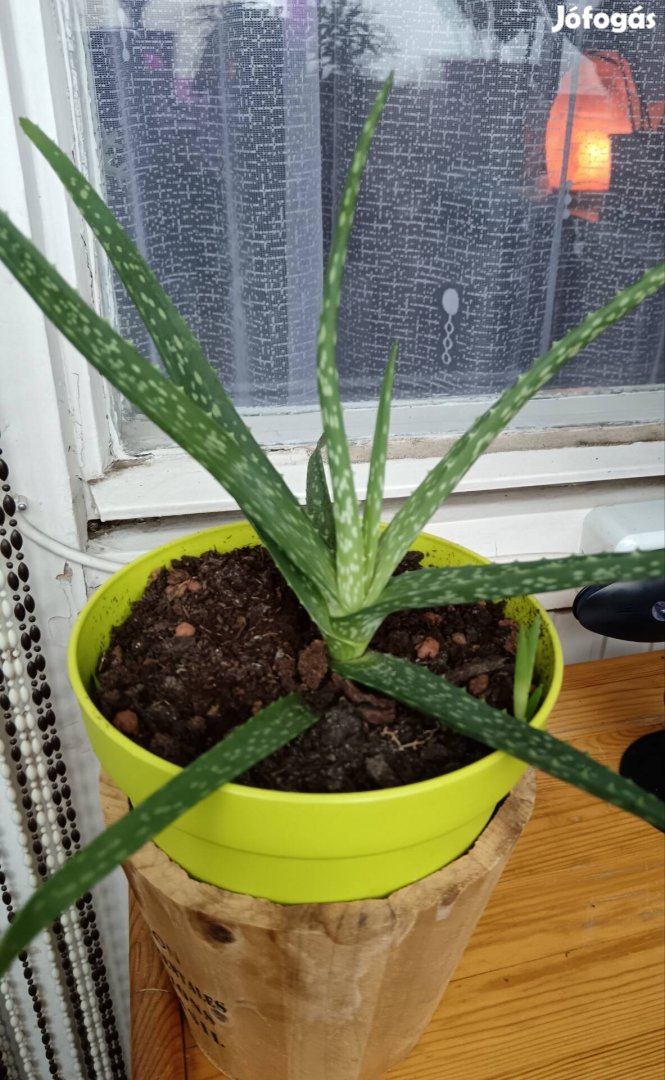 Aloe Vera növény