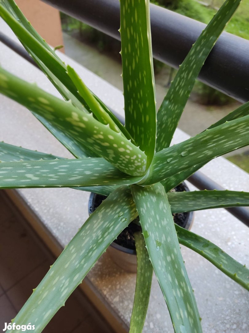 Aloe Vera növény 