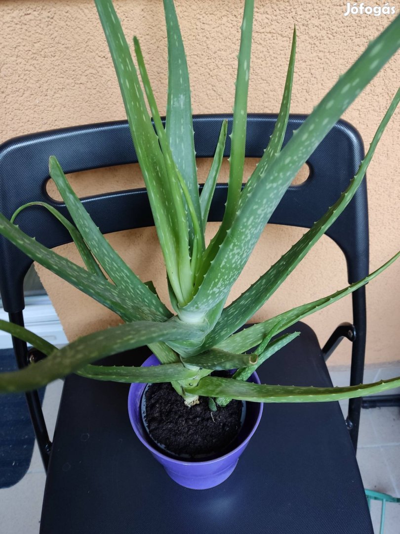 Aloe Vera növény 