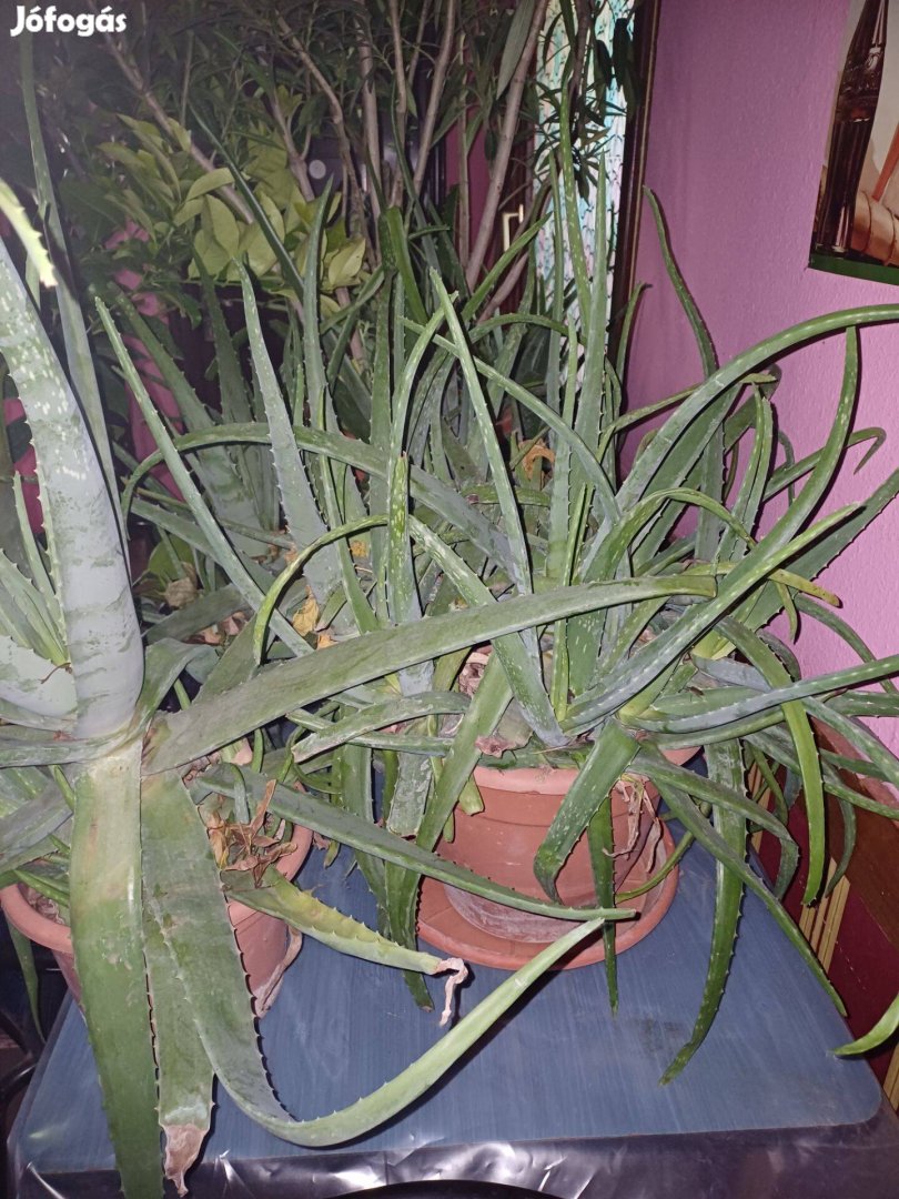 Aloe Vera növény akció