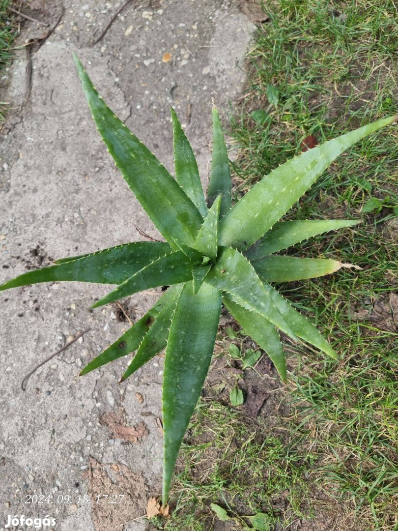 Aloe Vera növények