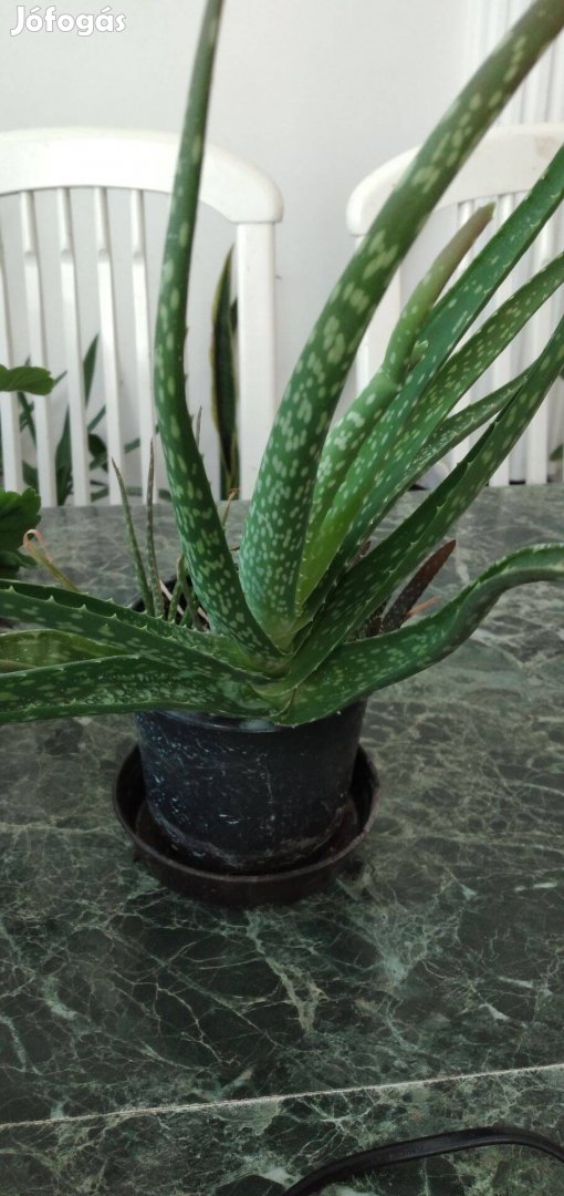 Aloe Vera szobanövény