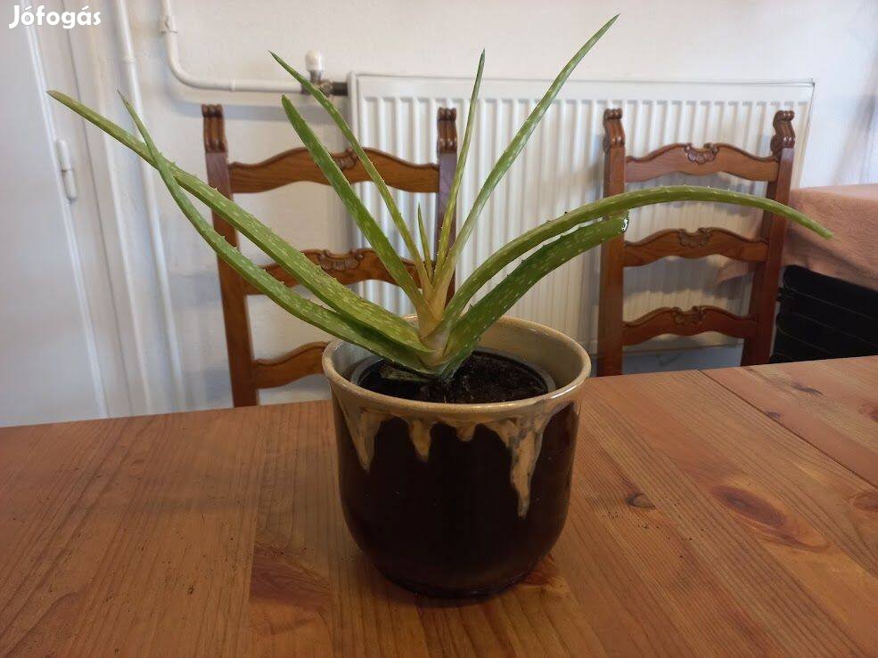 Aloe Vera szobanövény