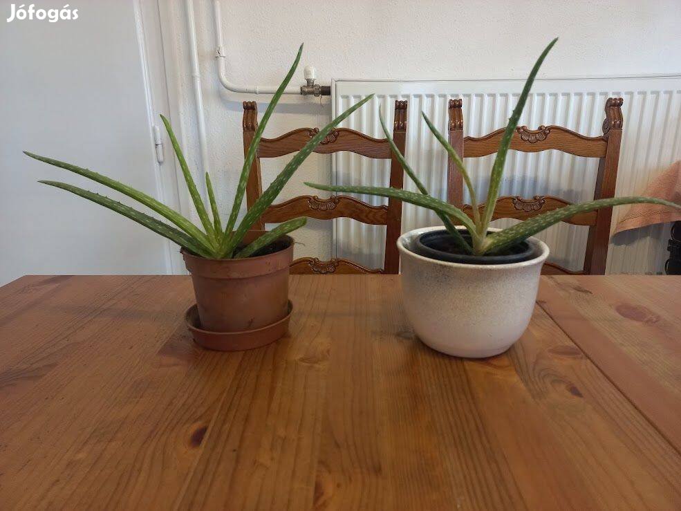 Aloe Vera szobanövény