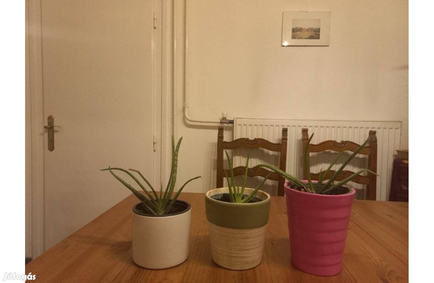 Aloe Vera szobanövény