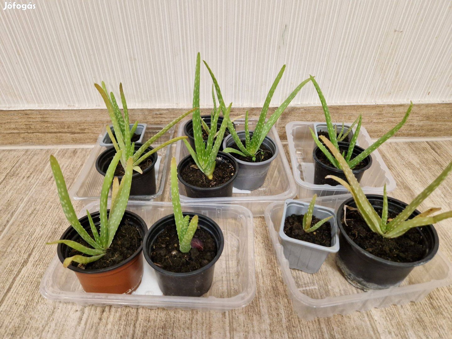 Aloe Vera szobanövény egy tábla csokiért