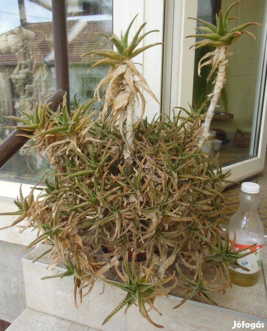 Aloe, extra méret