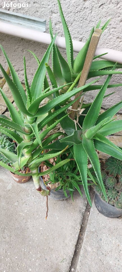 Aloe növény (nem aloe vera)