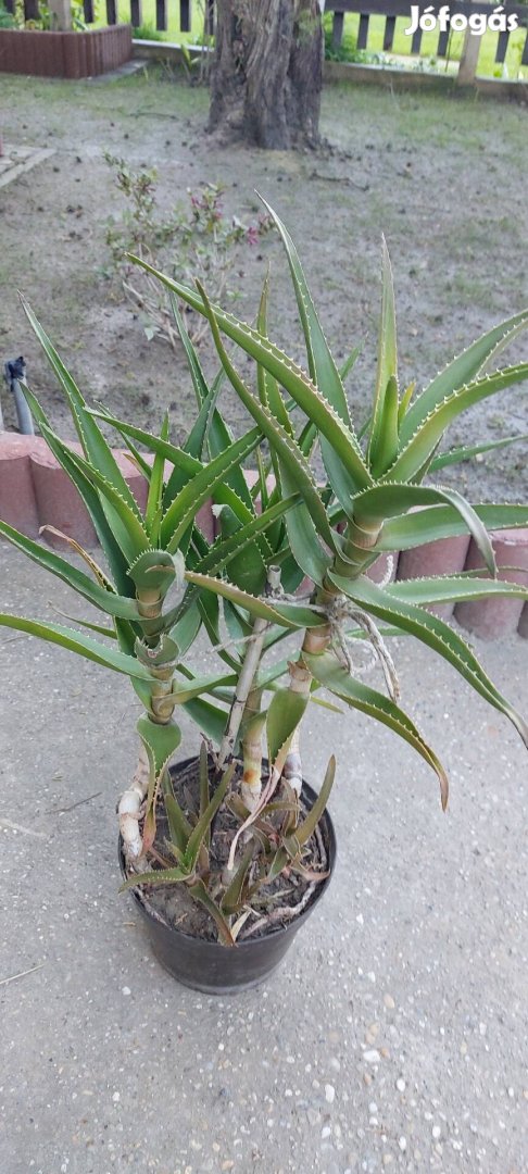 Aloe növény (nem aloe vera)