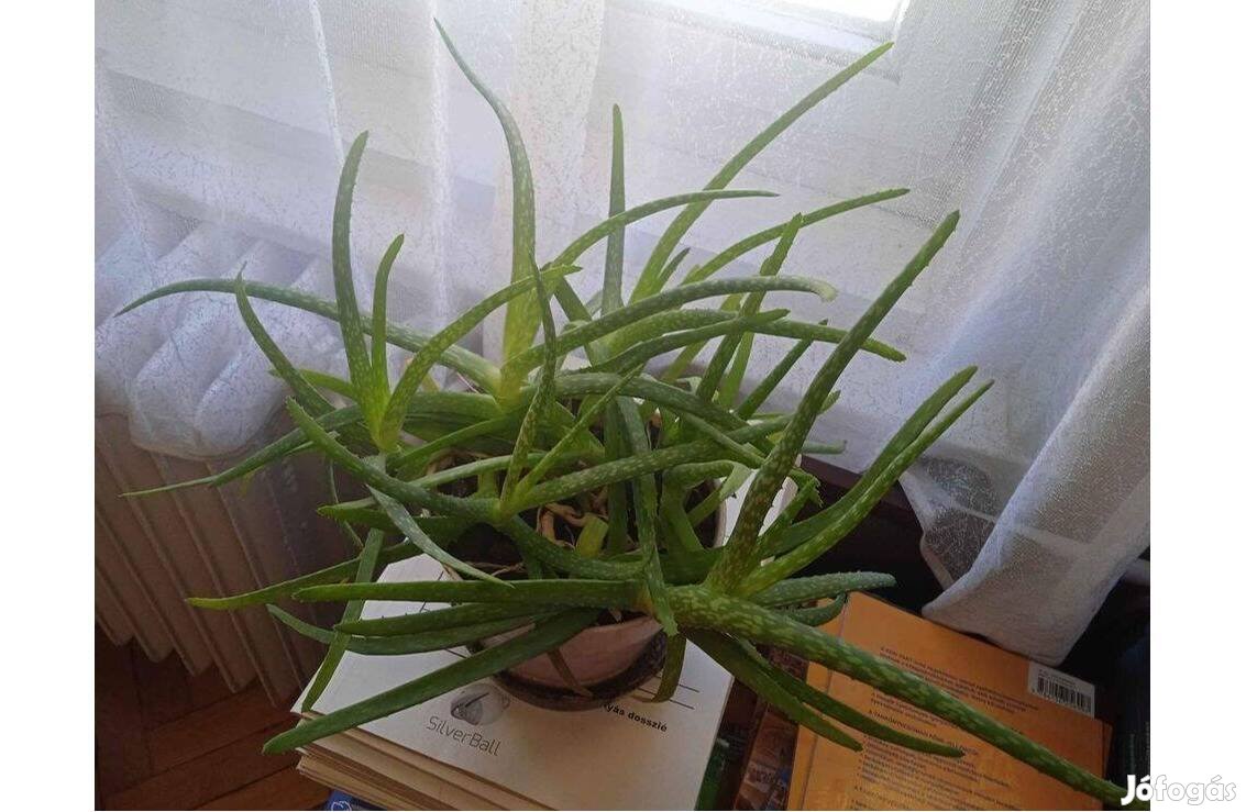 Aloe vera 16 cm-es cserépben