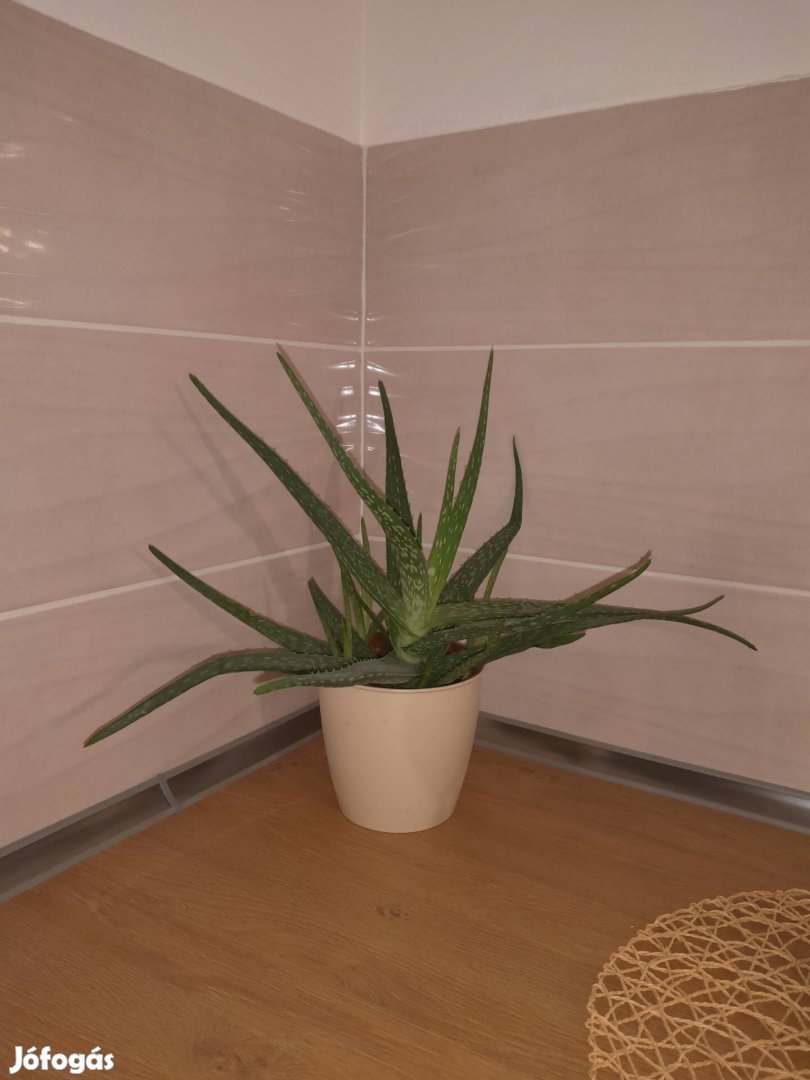 Aloe vera 2 db 40cm