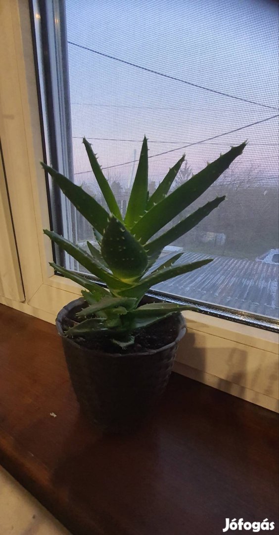 Aloe vera ( 22cm ) 