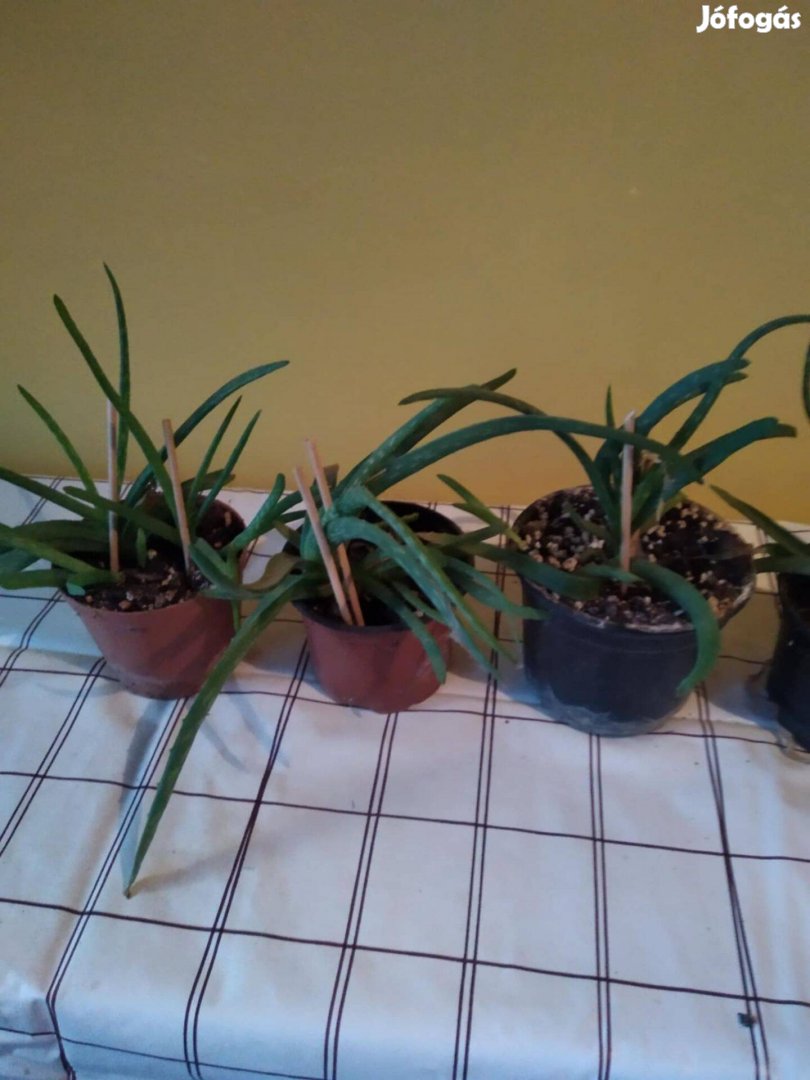 Aloe vera csemeték