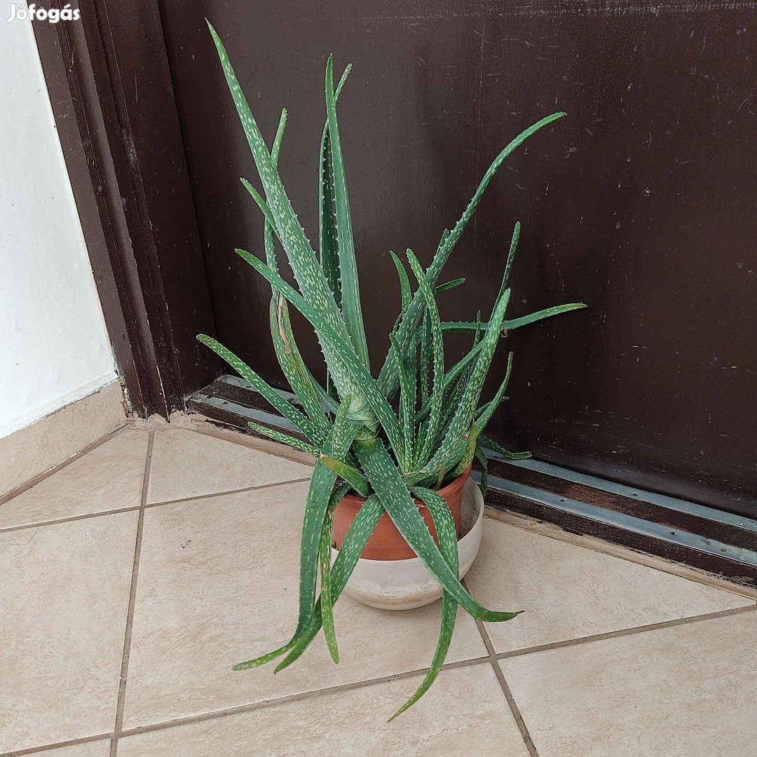 Aloe vera cserépben 4 hajtás