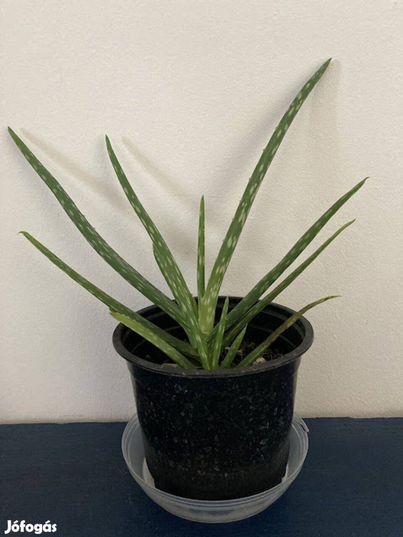 Aloe vera eladó